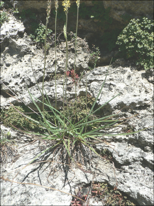 Plantago maritima L. (=P. serpentina)