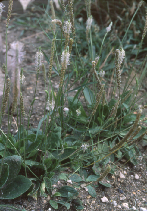 Plantago media L.