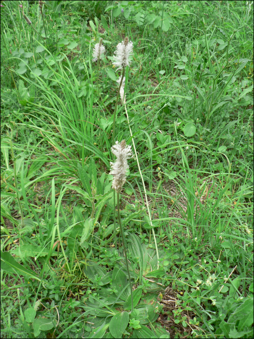 Plantago media L.