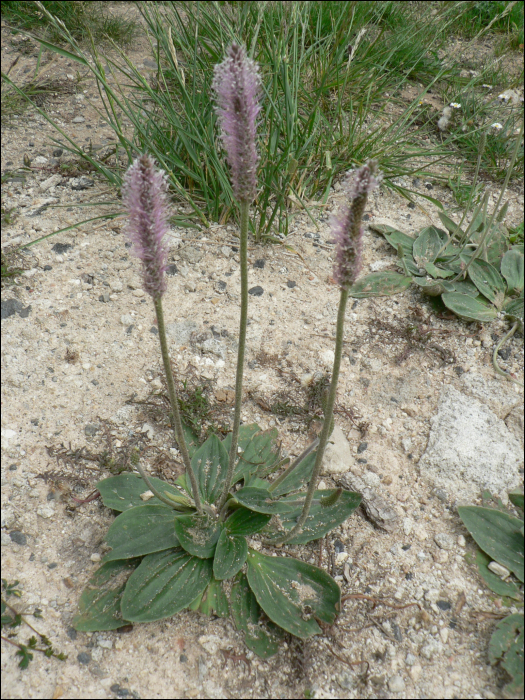 Plantago media L.