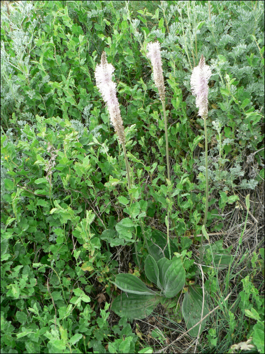 Plantago media L.