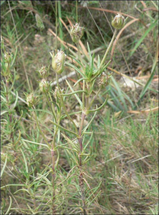 Plantago sempervirens Crantz (=P. cynops)