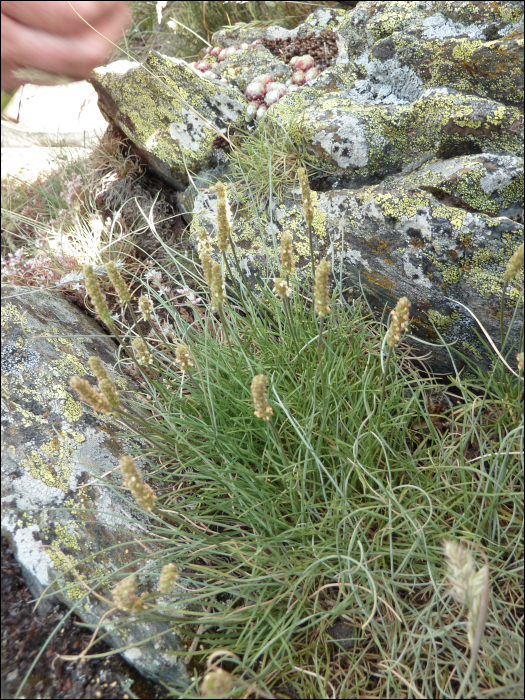 Plantago serpentina