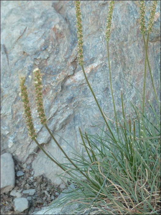 Plantago serpentina