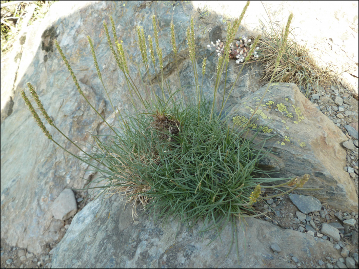 Plantago serpentina