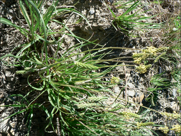 Plantago serpentina