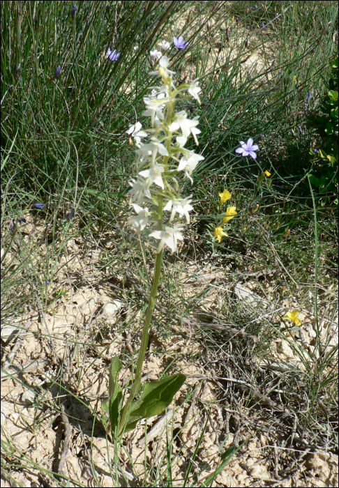 Platanthera bifolia Rich.