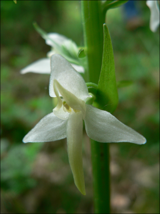 Platanthera bifolia Rich.