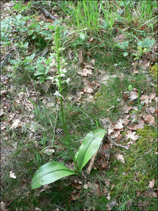 Platanthera bifolia Rich.