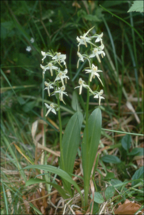 Platanthera  chlorantha Reich. (=P. montana)