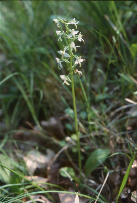 Platanthera  chlorantha Reich. (=P. montana)