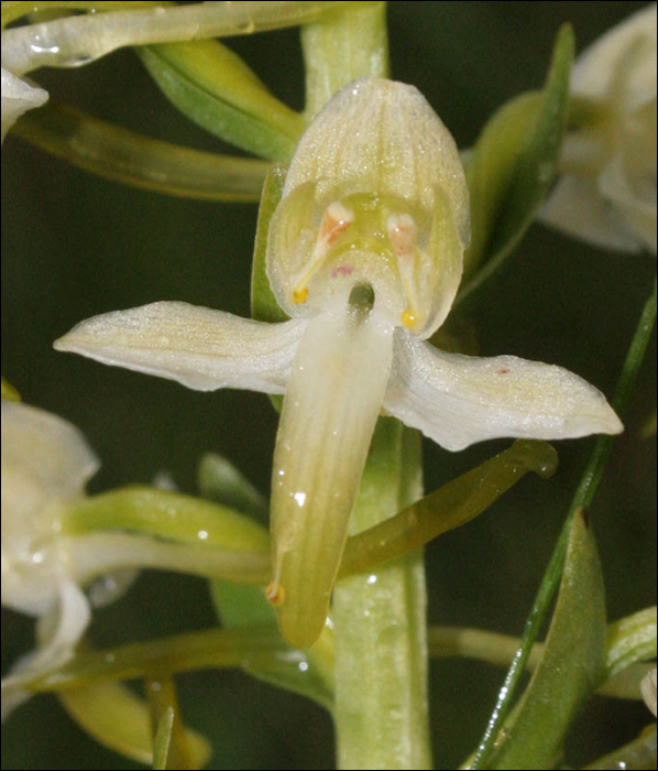 Platanthera  chlorantha Reich. (=P. montana)
