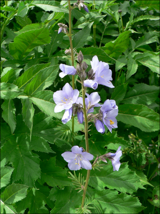 Polemonium caeruleum L.