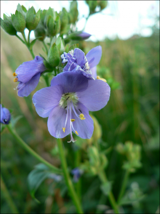 Polemonium caeruleum L.