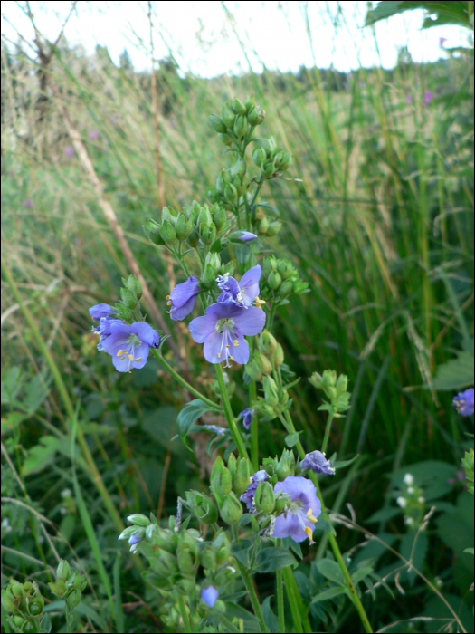 Polemonium caeruleum L.