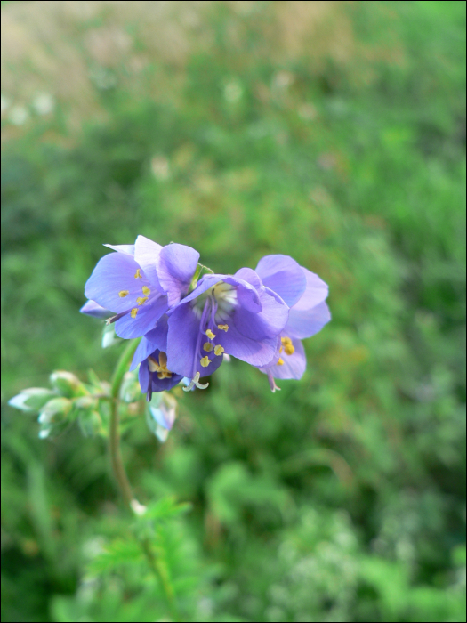 Polemonium caeruleum L.