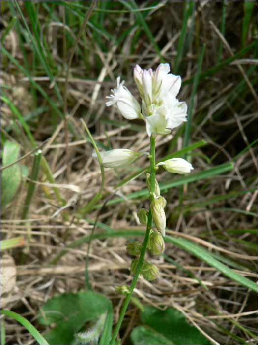 Polygala monspeliaca