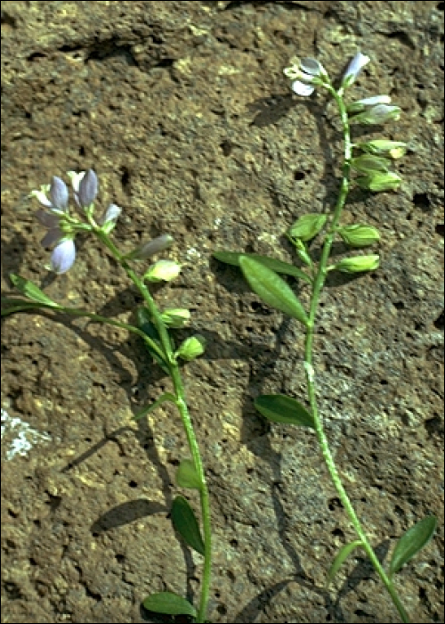 Polygala vulgaris L.