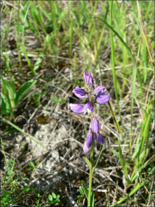 Polygala vulgaris L.