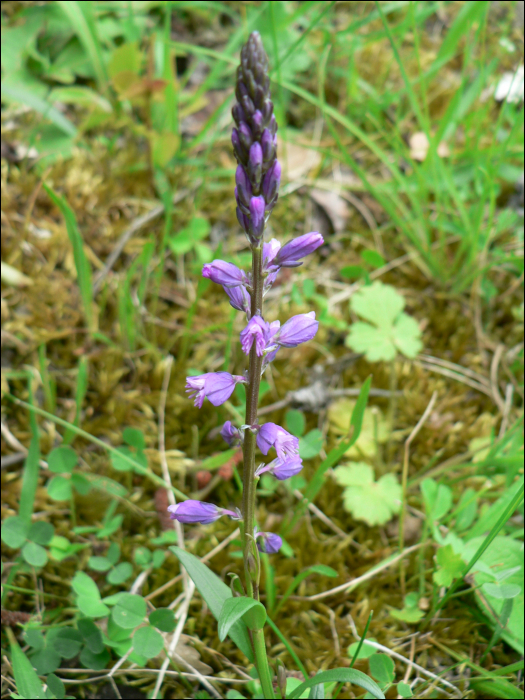 Polygala vulgaris L.