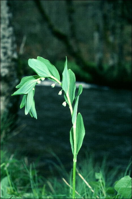 Polygonatum  multiflorum (L.)