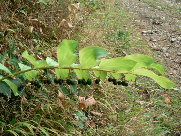 Polygonatum  multiflorum (L.)