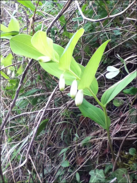 Polygonatum odoratum Druce 