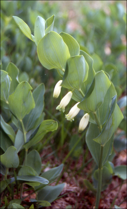 Polygonatum odoratum Druce 