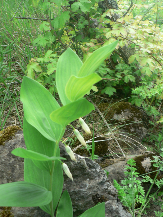 Polygonatum odoratum Druce 