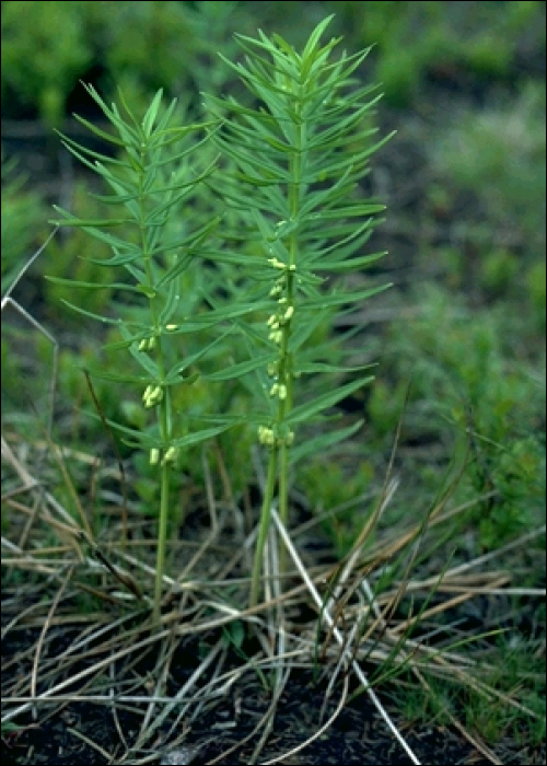 Polygonatum verticillatum All.