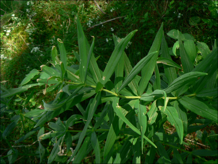 Polygonatum verticillatum All.