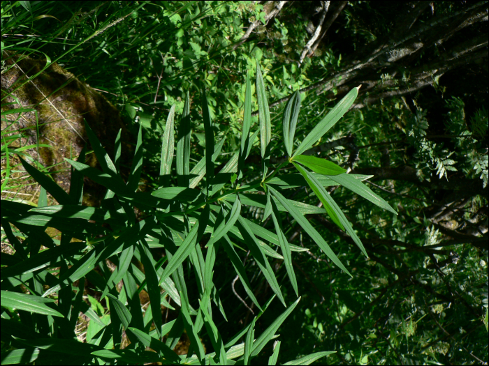 Polygonatum verticillatum All.