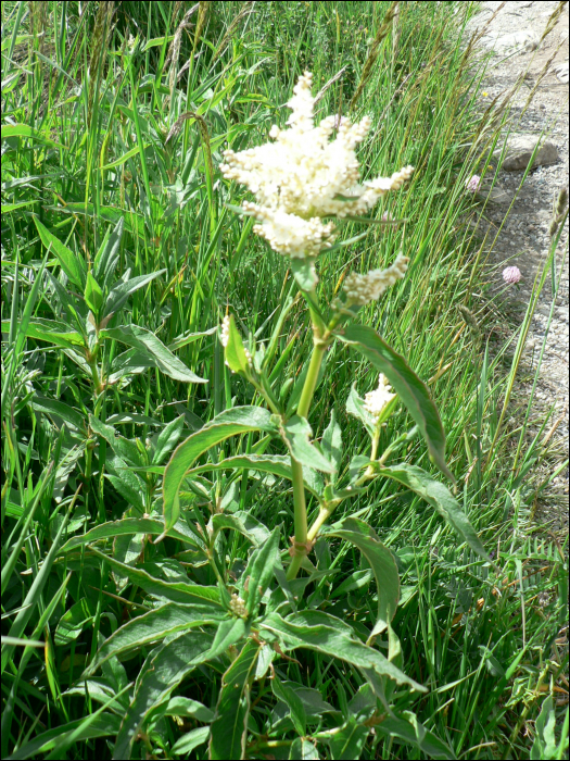 Polygonum alpinum All