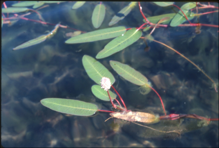 Polygonum  amphibium L.