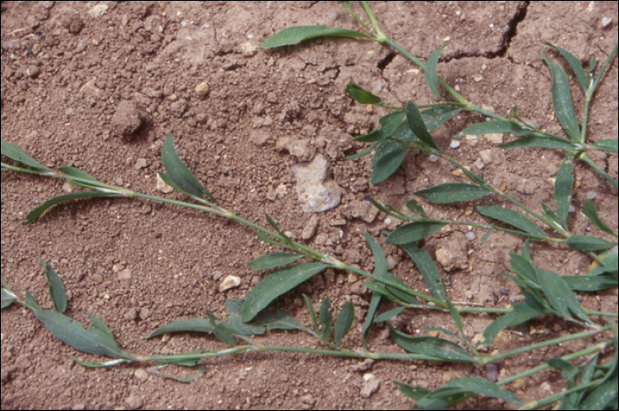 Polygonum aviculare L.