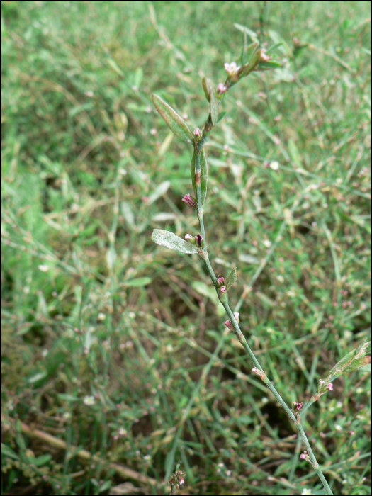 Polygonum aviculare L.