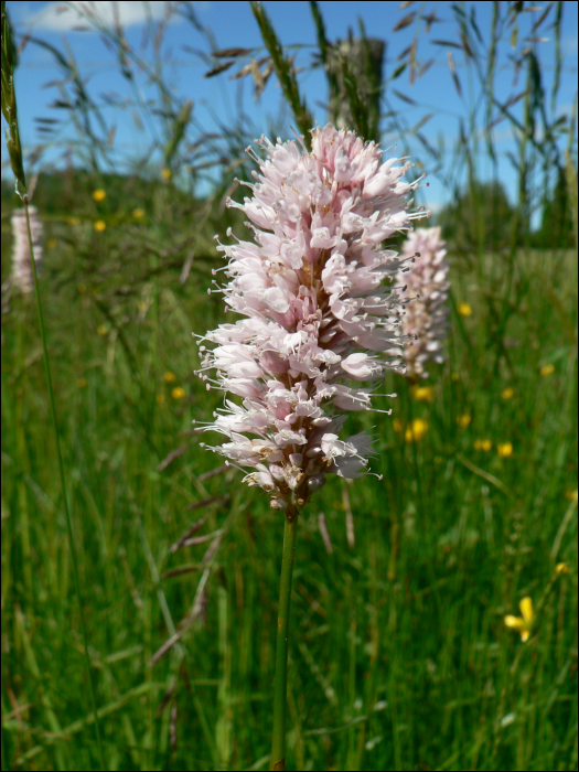 Polygonum bistorta L.