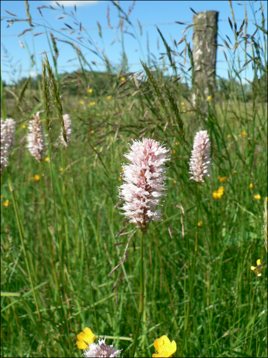 Polygonum bistorta L.