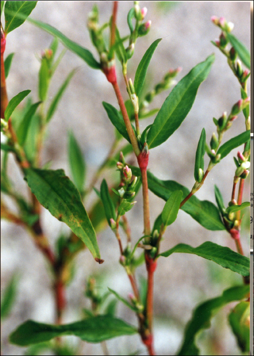 Polygonum lapathifolium L.