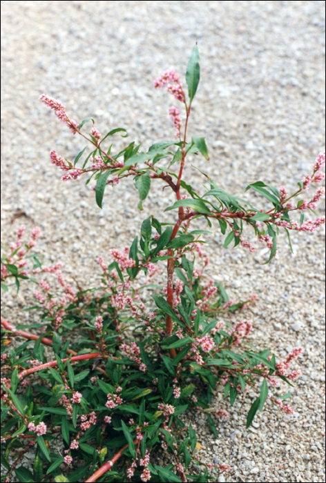 Polygonum lapathifolium L.