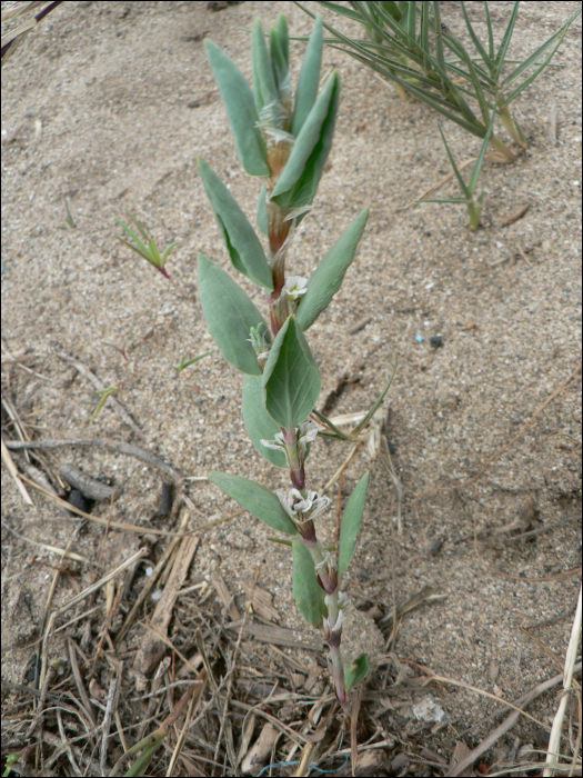 Polygonum maritimum L.