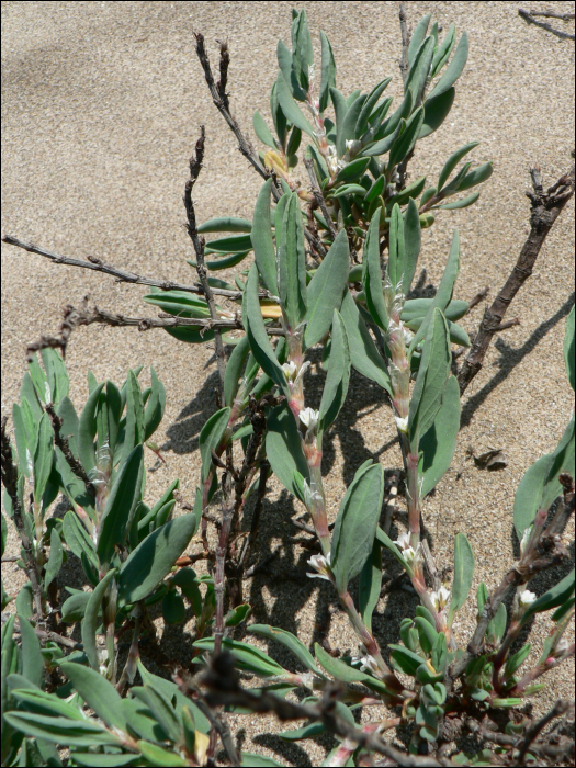 Polygonum maritimum L.