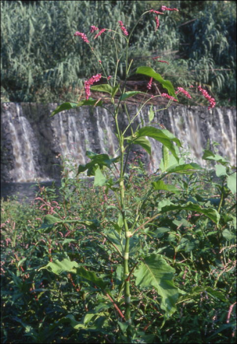 Polygonum orientale