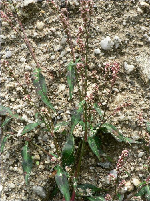 Polygonum persicaria L.