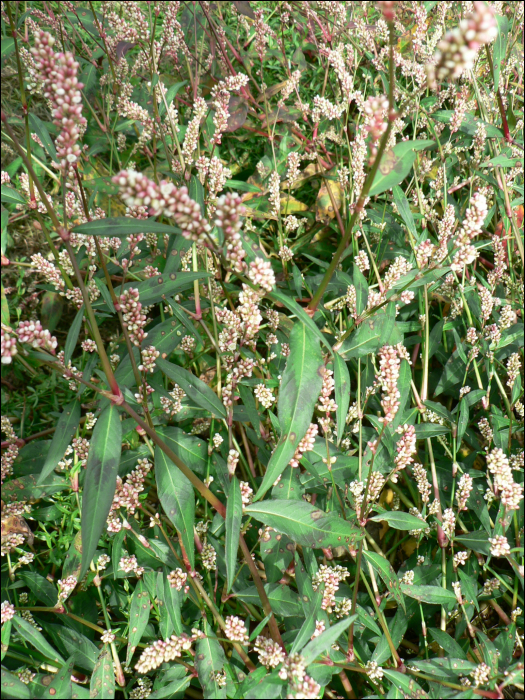 Polygonum persicaria L.