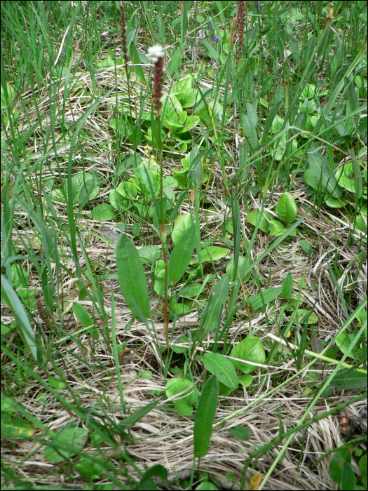 Polygonum viviparum L.