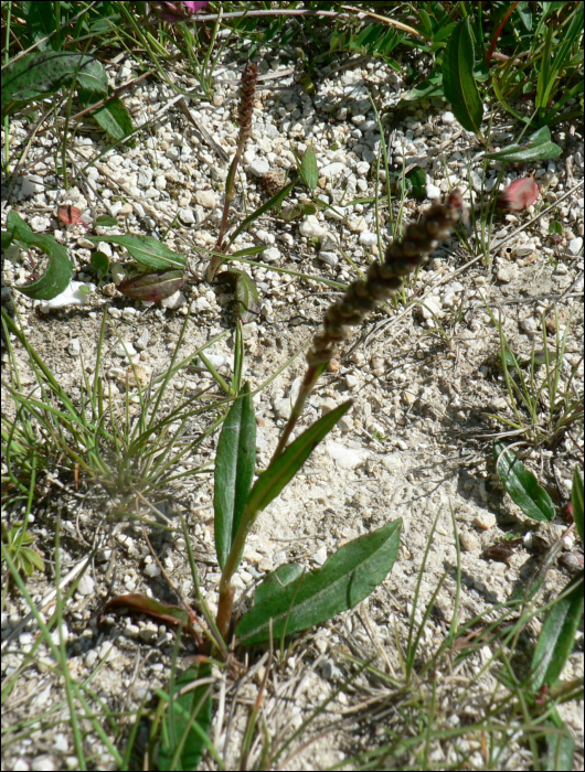 Polygonum viviparum L.