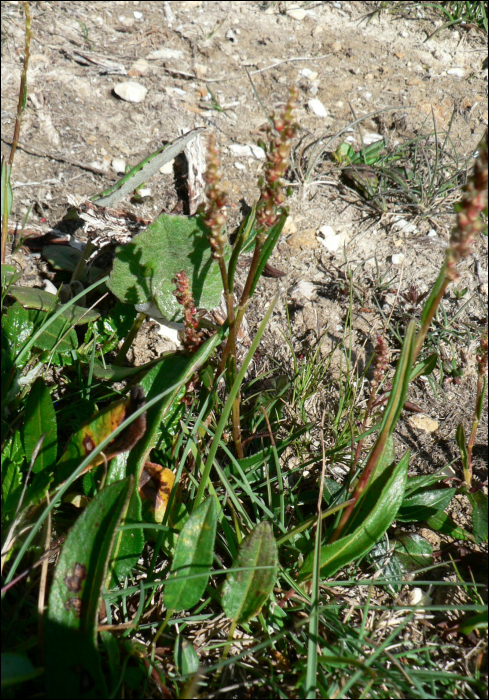 Polygonum viviparum L.