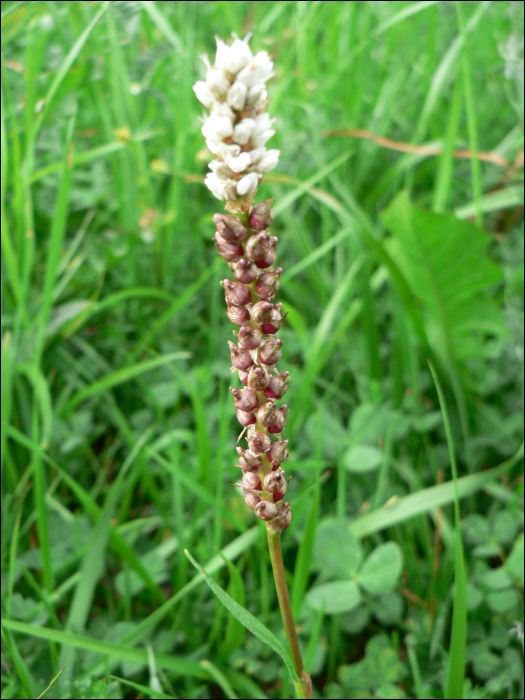 Polygonum viviparum L.