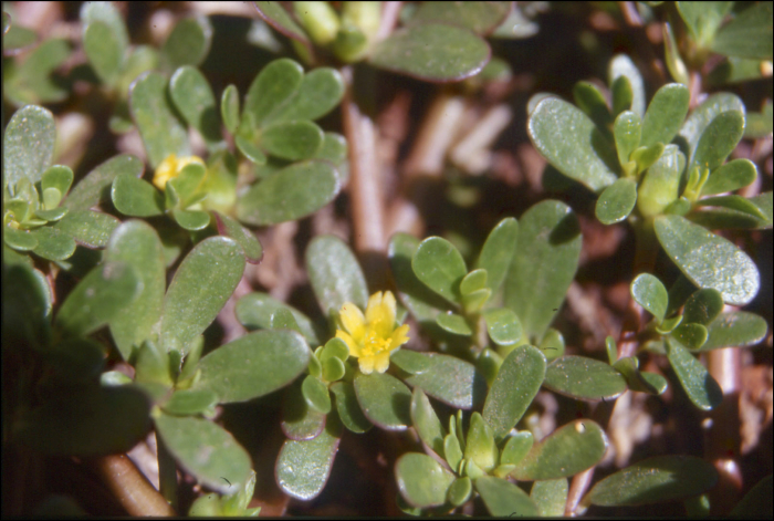 Portulaca oleracea L.